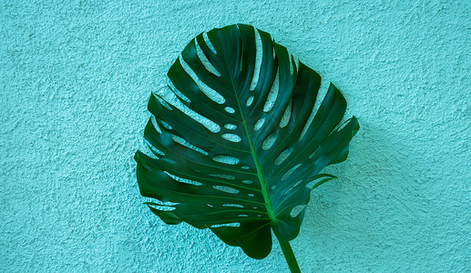在粗糙的石膏蓝色背景上隔离的一大片绿色龟背竹叶。