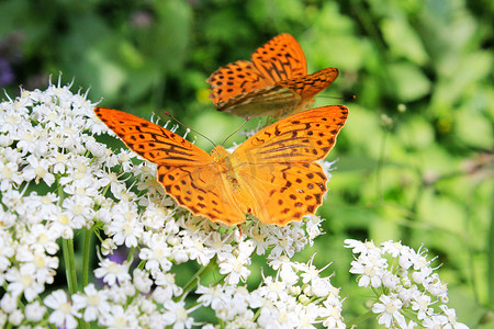 花和植物上的蝴蝶粉蝶，自然和野生动物，昆虫生活，绿色背景。