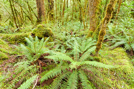峡湾 NP NZ 的原始雨林荒野