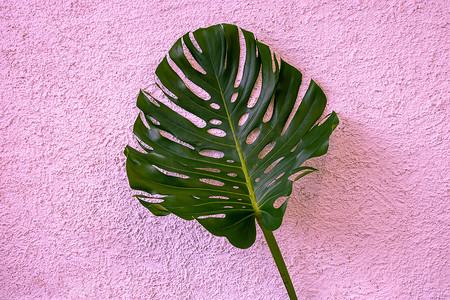 绿色怪兽摄影照片_在粗糙的石膏粉红色背景上隔离的一大片绿色龟背竹叶。