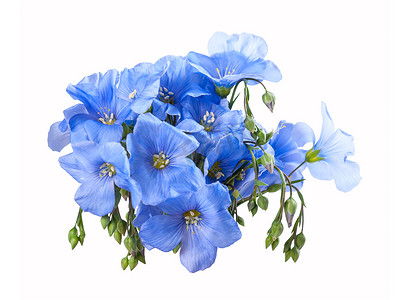 孤立的蓝色亚麻花