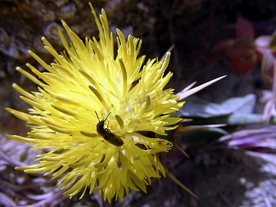 花甲虫