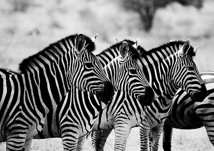 南非克鲁格国家公园的黑白斑马。