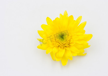 孤立在白色背景上的一朵黄色菊花