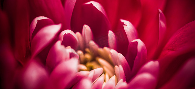开花摄影照片_红色雏菊花瓣盛开，抽象花卉开花艺术 ba