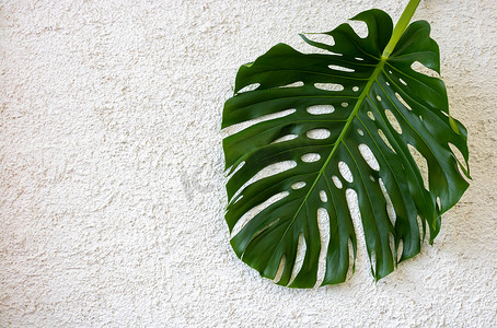在粗砺的石膏白色背景隔绝的大绿色龟背竹叶子。