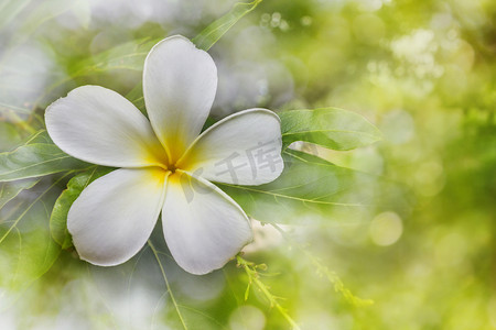 开花摄影照片_开花白色和黄色花羽毛或赤素馨花
