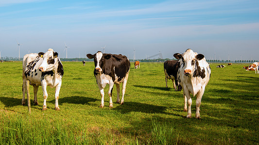 荷兰阳光明媚的春日里，一群荷兰奶牛在户外