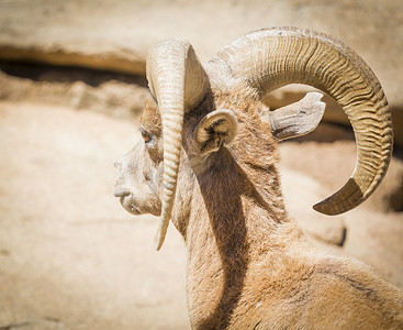 沙漠大角羊