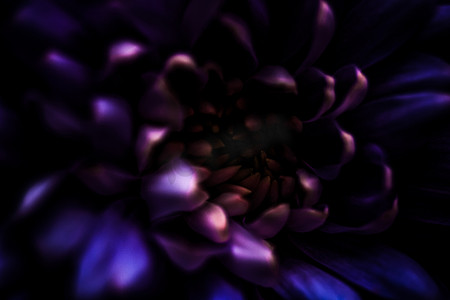 在绽放的紫色雏菊花瓣，抽象花卉开花艺术