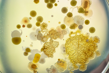 细菌免疫摄影照片_柔和的黄光下的细菌。