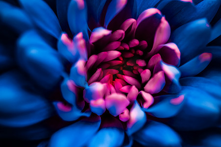 开花摄影照片_蓝色雏菊花瓣盛开，抽象花卉开花艺术 b
