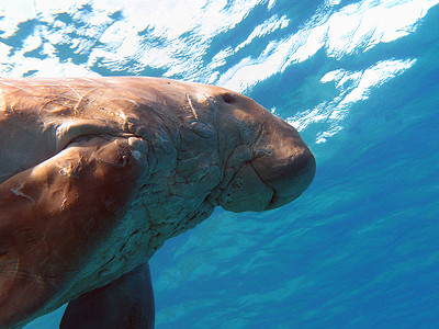 水水刺摄影照片_被称为红海海牛的儒艮在埃及的蓝色水背景