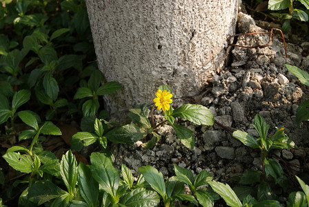 一朵菊花摄影照片_根到一朵小菊花