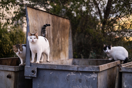 流浪猫在垃圾箱里寻找食物