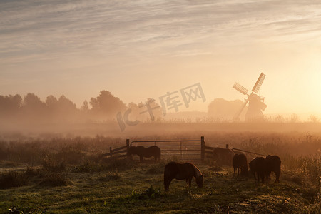 日出浓雾中牧场和风车上的小马