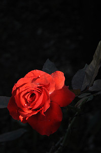 玫瑰红摄影照片_玫瑰红玫瑰红玫瑰花花花鲜花自然自然情人节情人