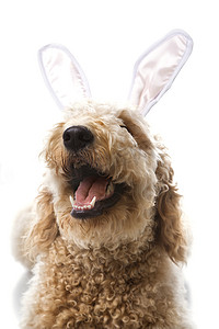 兔子耳朵里的金毛狗。