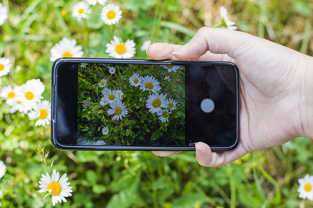 田野上的雏菊，手机摄像头拍摄，草和开花的头状花序，散景和模糊焦点背景。