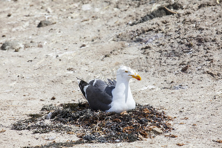 科尔特斯摄影照片_在它的巢的海鸥