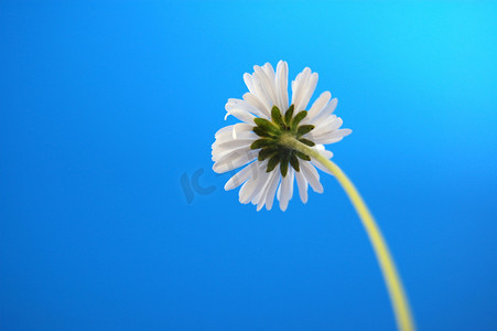 夏日蓝天下贝里的雏菊