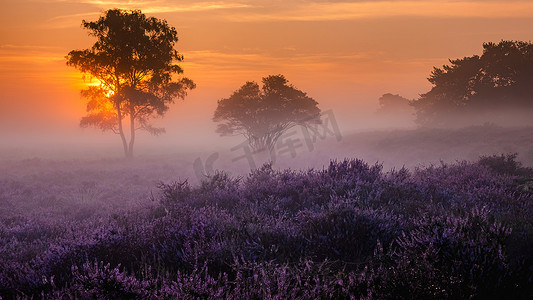 桃田摄影照片_开花的石南花田，开花的紫色桃红色石南花， Veluwe Zuiderheide公园的开花的加热器