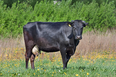草地上的黑牛