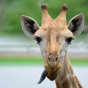 鼻子摄影照片_长颈鹿