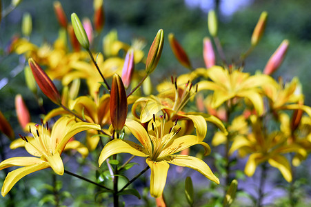 花园特写中开花的观赏黄百合