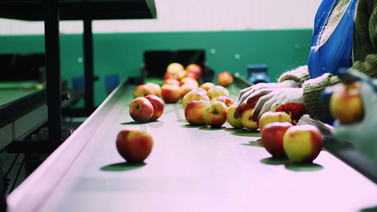 在一家苹果加工厂，戴着手套的工人正在分拣苹果。