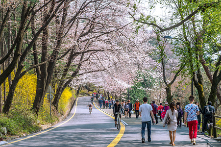 樱花山摄影照片_首尔塔南汉山的樱花。