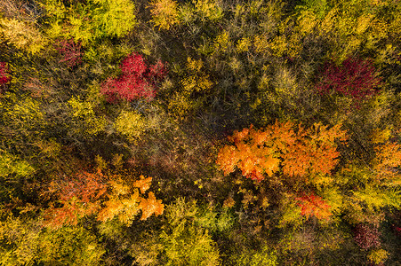 从鸟瞰图看，落叶林与秋季​​拍摄的年轻多彩的落叶树