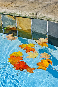 漂浮树叶摄影照片_秋叶漂浮在池中