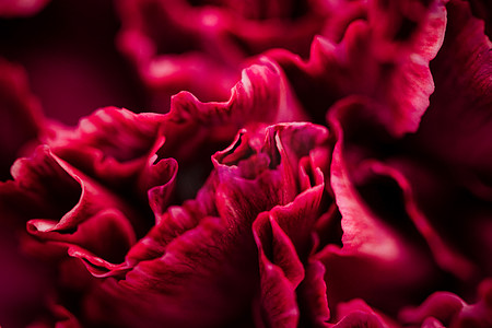 红色康乃馨花盛开，抽象花卉开花艺术黑色