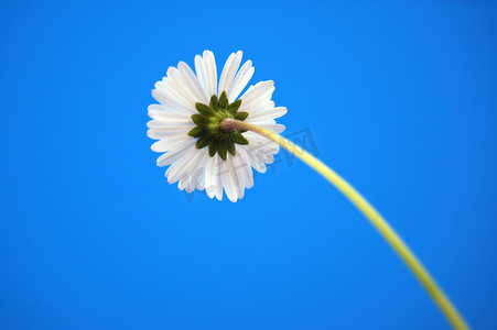 免费向日葵摄影照片_夏日蓝天下贝里的雏菊
