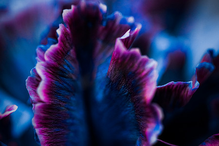 在绽放的蓝色康乃馨花，抽象花卉开花艺术后面