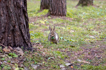 美丽的兔子在森林里奔跑并且咀嚼草叶和树叶