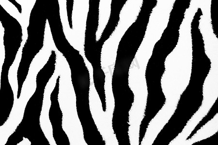 斑马背景摄影照片_用于设计和打印背景的斑马动物皮肤抽象毛皮图案纹理