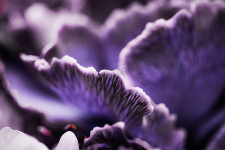 紫色康乃馨花盛开，抽象花卉开花艺术 ba