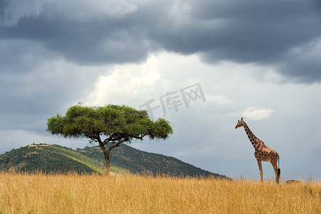 非洲有树的风景