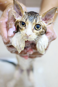 可爱的波斯小猫洗澡