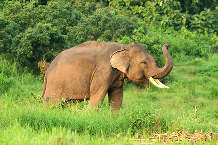 泰国北部自然环境中的亚洲象。