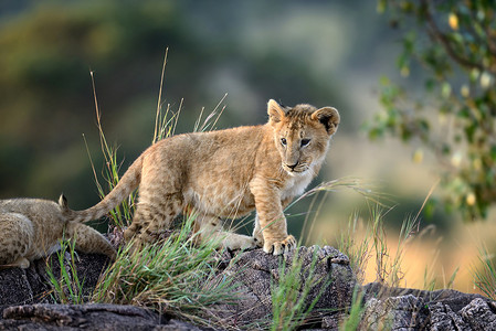 幼狮，肯尼亚，非洲国家公园
