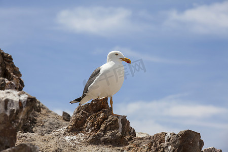 天使湾的海鸥 - 下加利福尼亚州
