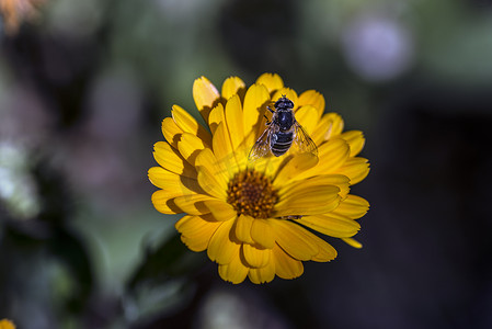 橙色花瓣上的蜜蜂