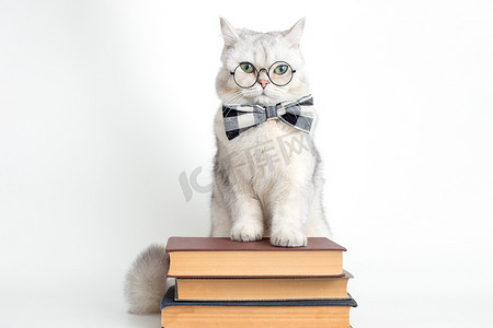 戴着领结和眼镜的可爱严肃的白猫，站在一堆旧书上