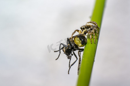 在完美的自然环境中捕食苍蝇的小斑马跳蛛