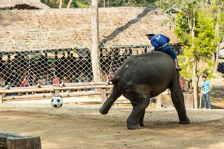 泰国清迈-2 月 20 日：大象在 2016 年 2 月 20 日在泰国清迈 Mae Sa 大象营地使用后腿踢足球