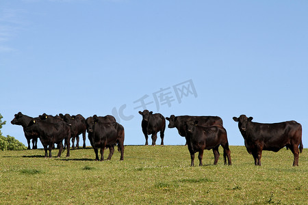 黑牛摄影照片_威尔士黑牛。