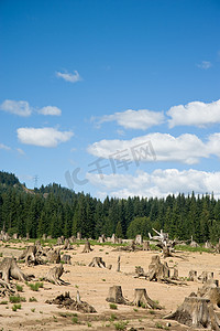 美国华盛顿州斯诺夸尔米山口附近的砍伐林区